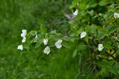 Jetboncuk (Rhodotypos tarayıcıları) çiçekler. Rosaceae yaprak döken çalı. Dört yapraklı beyaz çiçekler Nisan 'dan Mayıs' a kadar açar.