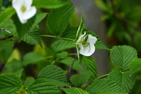 Jetbead Rhodotypos Skandens Květiny Rosaceae Listnatý Keř Bílé Květy Kvetou — Stock fotografie