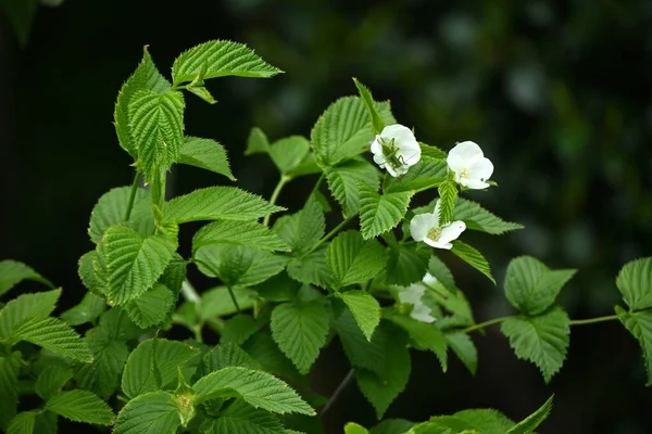 Jetbead Rhodotypos Scandens Flores Rosaceae Arbusto Decíduo Flores Brancas Quatro — Fotografia de Stock