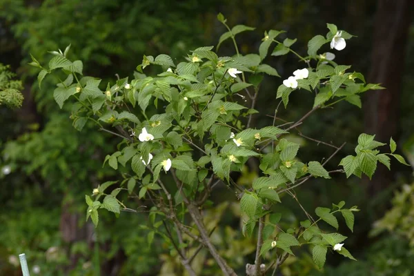 Jetbead Rhodotypos Scandens Blüht Rosaceae Laubbaum Weiße Vierblättrige Blüten Blühen — Stockfoto