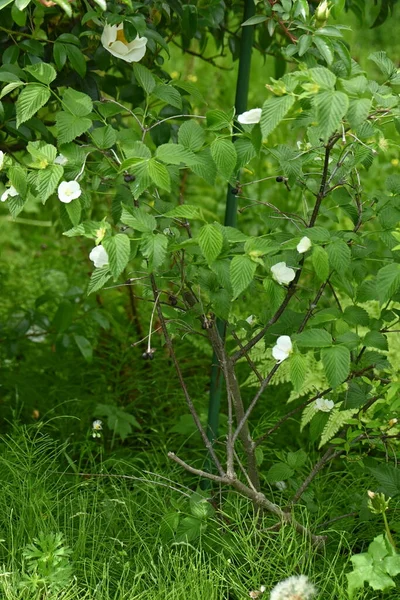 Rhodotypos Insulens Rosaceae 낙엽성 관목이다 월부터 월까지 껍질을 피어나다 — 스톡 사진