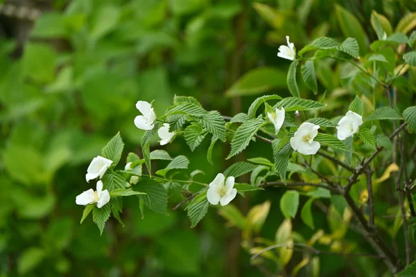 Jetbead Rhodotypos Scandens Flores Rosaceae Arbusto Decíduo Flores Brancas Quatro — Fotografia de Stock