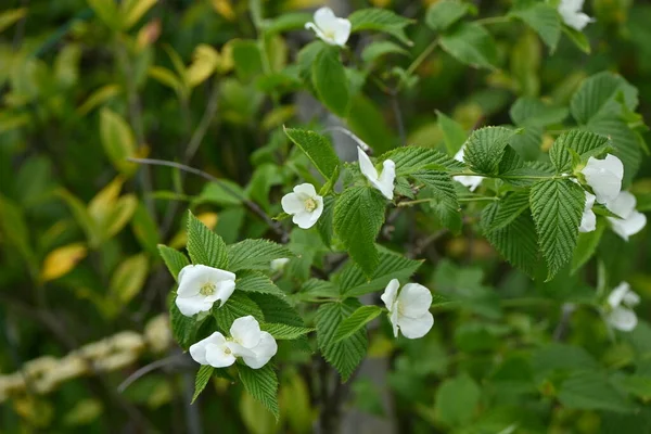 Rhodotypos Insulens Rosaceae 낙엽성 관목이다 월부터 월까지 껍질을 피어나다 — 스톡 사진