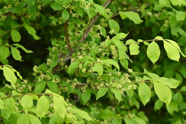 Kanatlı Milli (Euonymus alatus) taze yeşil ve çiçekler. Celastraceae yaprak döken çalı. Açık sarı-yeşil dört yapraklı çiçekler Mayıs 'tan Haziran' a kadar.