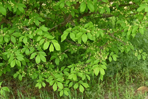 Geflügelte Spindel Euonymus Alatus Frisches Grün Und Blüten Celastraceae Laubbaum — Stockfoto