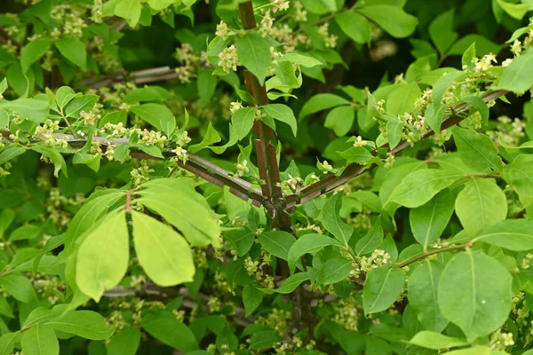 Winged Spindle Euonymus Alatus Fresh Green Flowers Селастровые Лиственные Кустарники — стоковое фото