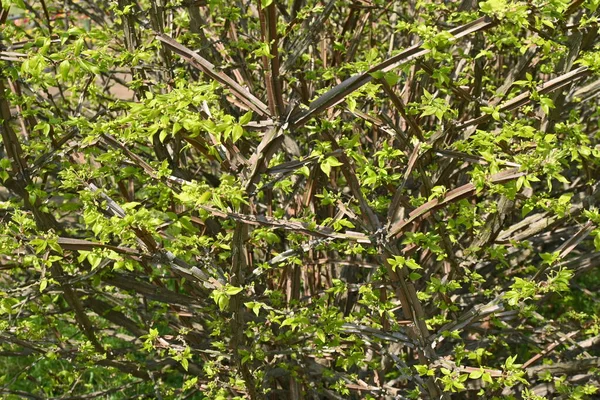 Okřídlené Vřeteno Euonymus Alatus Čerstvé Zelené Květy Listnatý Keř Celastraceae — Stock fotografie
