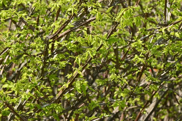 Fuso Alado Euonymus Alatus Verde Fresco Flores Celastraceae Arbusto Decíduo — Fotografia de Stock