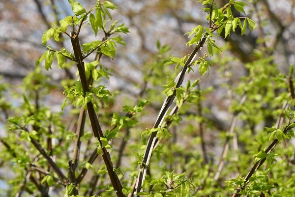 Kanatlı Milli Euonymus Alatus Taze Yeşil Çiçekler Celastraceae Yaprak Döken — Stok fotoğraf