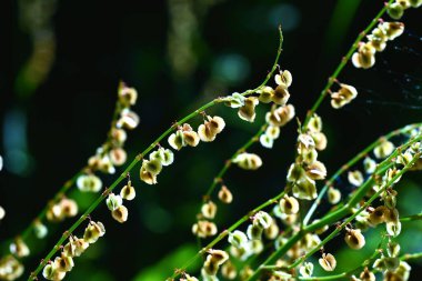 Yaygın kuş (Rumex asetosa) çiçekleri. Polygonaceae daimi Dioecious bitkileri. Yaz başında yenilebilir ve tıbbi amaçlar için açar..