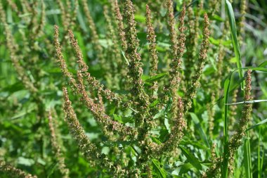 Yaygın kuş (Rumex asetosa) çiçekleri. Polygonaceae daimi Dioecious bitkileri. Yaz başında yenilebilir ve tıbbi amaçlar için açar..