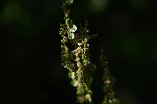 Květy Šťavele Obecného Rumex Acetosa Polygonovité Jednoleté Jednokvěté Rostliny Kvete — Stock fotografie