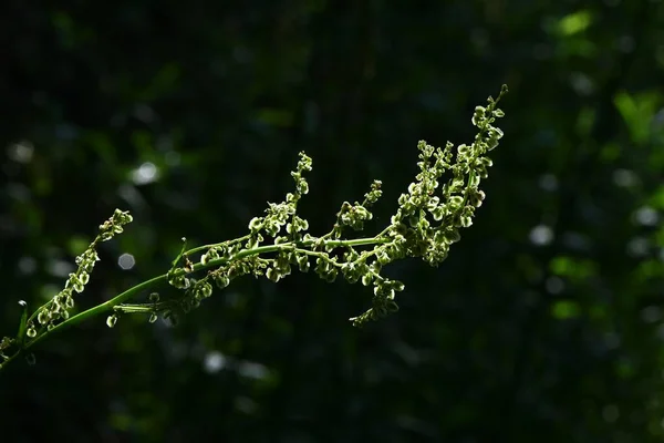 Common Sorrel Rumex Acetosa Flowers Polygonaceae Perennial Dioecious Plants Blooms — Stock Photo, Image