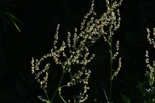 Rafa Comum Rumex Acetosa Flores Polygonaceae Plantas Dióicas Perenes Flores — Fotografia de Stock