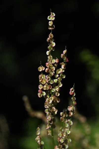 Sauerampfer Rumex Acetosa Blüht Polygonaceae Mehrjährige Zweihäusige Pflanzen Blüht Frühsommer — Stockfoto