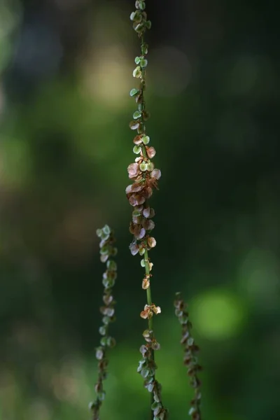 Rumex Acetosa Polygonaceae 다년생 수있고 의학적 인목적으로는 여름에 피운다 — 스톡 사진