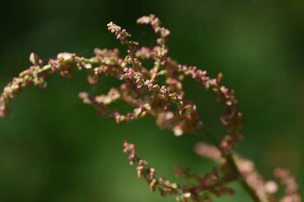 Σορέλ Rumex Acetosa Άνθη Πολυγονώδη Πολυετή Διοοικοειδή Φυτά Ανθίζει Στις — Φωτογραφία Αρχείου