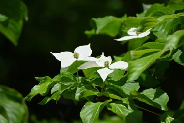 Kousa Dogwood (Cornus kousa) çiçekleri. Cornaceae yaprak döken ağacı. Beyaz çiçekler (aslında onun dahil olduğu brakt) yukarı doğru çiçek açar. Meyveler yenilebilir..