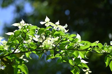 Kousa Dogwood (Cornus kousa) çiçekleri. Cornaceae yaprak döken ağacı. Beyaz çiçekler (aslında onun dahil olduğu brakt) yukarı doğru çiçek açar. Meyveler yenilebilir..