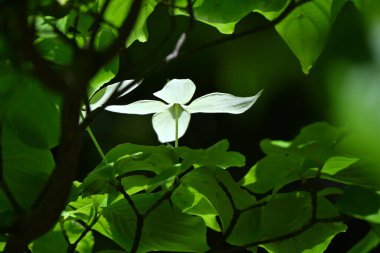 Kousa Dogwood (Cornus kousa) çiçekleri. Cornaceae yaprak döken ağacı. Beyaz çiçekler (aslında onun dahil olduğu brakt) yukarı doğru çiçek açar. Meyveler yenilebilir..