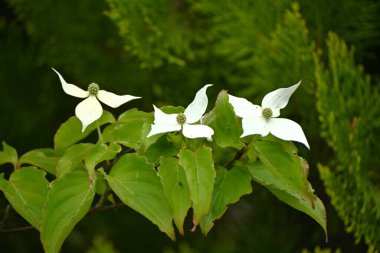 Kousa Dogwood (Cornus kousa) çiçekleri. Cornaceae yaprak döken ağacı. Beyaz çiçekler (aslında onun dahil olduğu brakt) yukarı doğru çiçek açar. Meyveler yenilebilir..