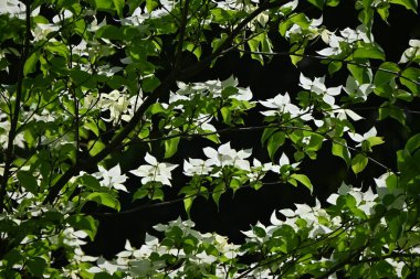 Kousa Dogwood (Cornus kousa) çiçekleri. Cornaceae yaprak döken ağacı. Beyaz çiçekler (aslında onun dahil olduğu brakt) yukarı doğru çiçek açar. Meyveler yenilebilir..