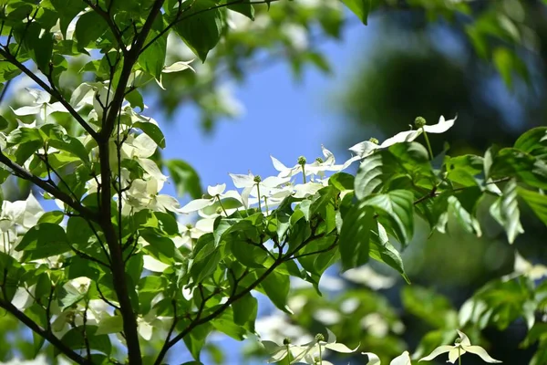 Kousa Dogwood Cornus Kousa Květiny Kukuřičné Listnaté Stromy Bílé Květy — Stock fotografie