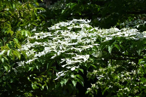 Kousa Dogwood Cornus Kousa 科落叶树 白色的花 实际上是他的胚芽 向上绽放 浆果是可以吃的 — 图库照片