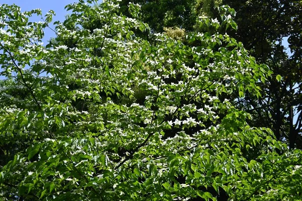 Flores Cornejo Kousa Cornus Kousa Cornaceae Árbol Caducifolio Flores Blancas —  Fotos de Stock