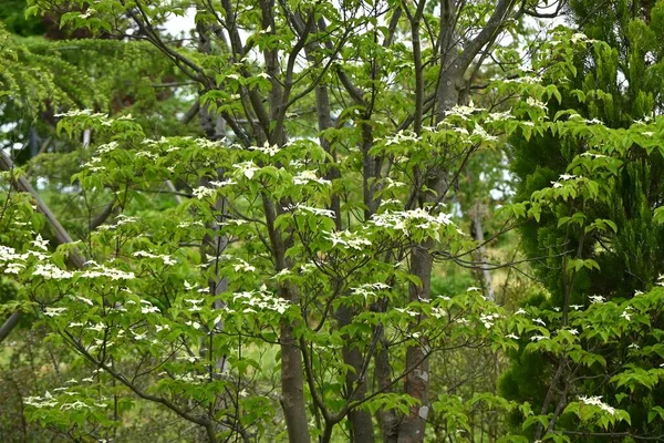 Kousa Dogwood Cornus Kousa Květiny Kukuřičné Listnaté Stromy Bílé Květy — Stock fotografie