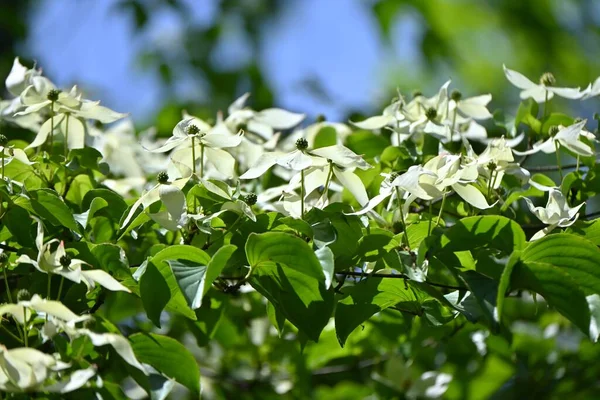 Hartriegel Cornus Kousa Blüht Cornaceae Laubbaum Weiße Blüten Eigentlich Sein — Stockfoto