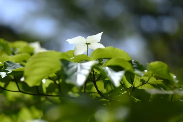 Cornus Kousa 고과는 낙엽수이다 White Flowers Actually His Involucral Bract — 스톡 사진