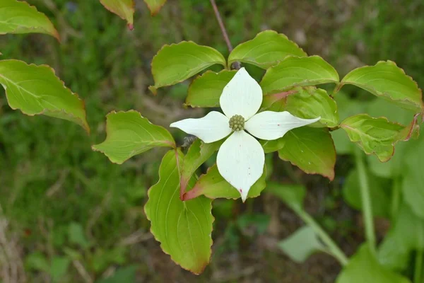 Cornus Kousa 고과는 낙엽수이다 White Flowers Actually His Involucral Bract — 스톡 사진