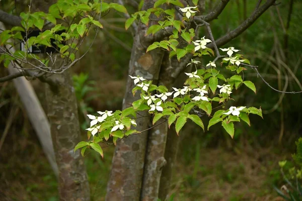 Άνθη Κούσας Cornus Kousa Φυλλοβόλο Δέντρο Cornaceae Λευκά Άνθη Στην — Φωτογραφία Αρχείου