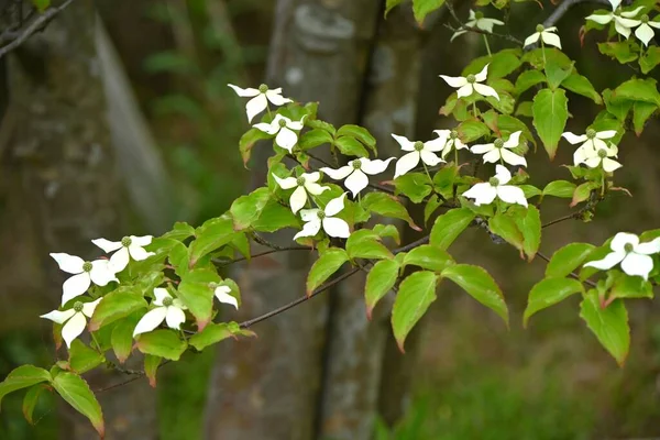 Kousa Dogwood Cornus Kousa Flowers Cornaceae Deciduous Tree White Flowers — Stock Photo, Image