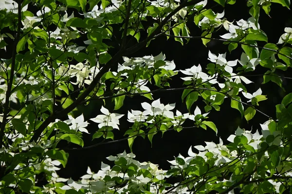 Квіти Догву Куса Cornus Kousa Листяне Дерево Корневі Білі Квіти — стокове фото