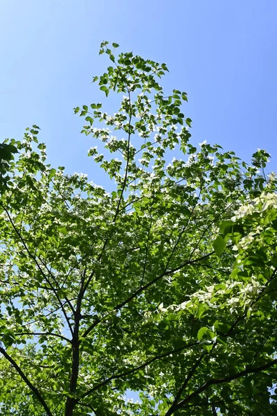 Kousa Dogwood Cornus Kousa Flores Cornaceae Árvore Caduca Flores Brancas — Fotografia de Stock