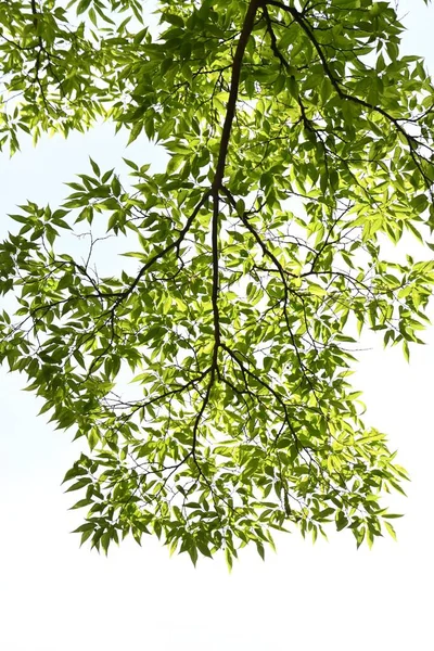 アファナント ムクツリー 新鮮な緑 カンナベア科の落葉樹 漆の研磨に使われるざらざらした表面を持つ葉 — ストック写真