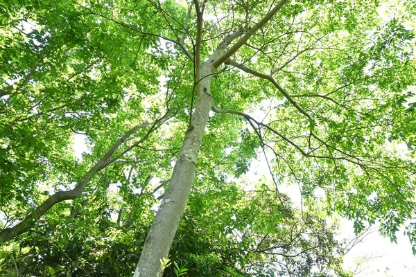 Aphananthe Aspera Pohon Muku Hijau Segar Cannabaceae Pohon Deciduous Daun — Stok Foto