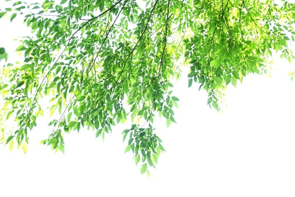 Aphananthe Aspera Muku Tree Vert Frais Cannabaceae Arbre Feuilles Caduques — Photo