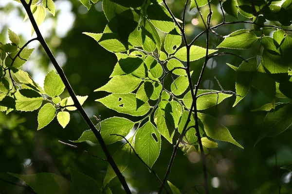 Aphananthe Aspera Árvore Muku Verde Fresco Cannabaceae Árvore Caduca Folhas — Fotografia de Stock