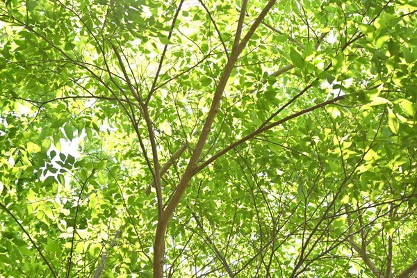 仙人掌 木瓜树 新鲜绿色 杜鹃科落叶树 叶片表面粗糙 可用于抛光漆器 — 图库照片