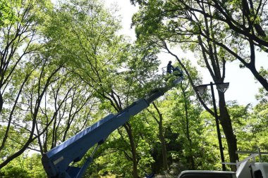 Parktaki büyük bir ağacın dallarını yüksek irtifa çalışması için vinç kullanarak kesme sahnesi.