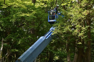 Parktaki büyük bir ağacın dallarını yüksek irtifa çalışması için vinç kullanarak kesme sahnesi.