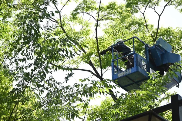 Cena Derrubar Ramos Uma Grande Árvore Parque Usando Guindaste Para — Fotografia de Stock