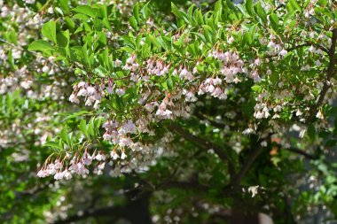 Japon kar zili (Styrax japonica) çiçekleri. Styracaceae yaprak döken ağaç. Yazın başlarında beyaz çiçekler açarlar..