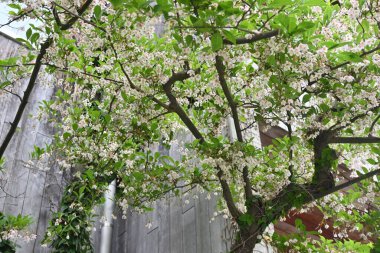 Japon kar zili (Styrax japonica) çiçekleri. Styracaceae yaprak döken ağaç. Yazın başlarında beyaz çiçekler açarlar..