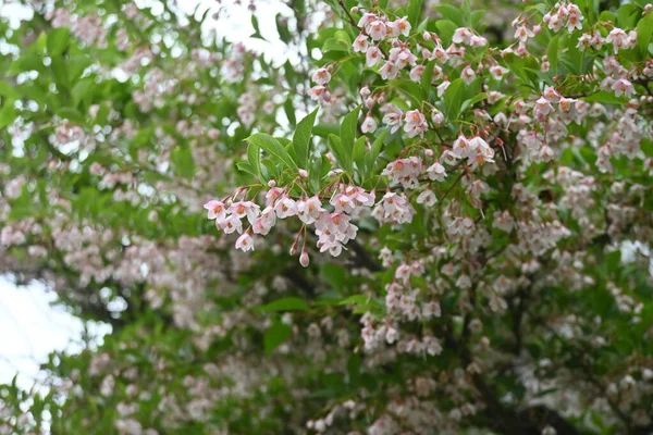 Японські Квітки Снігового Дзвону Styrax Japonica Styracaceae Листяне Дерево Білі — стокове фото