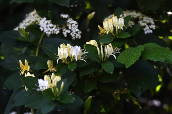 Japon Hanımeli Lonicera Japonica Çiçekleri Caprifoliaceae Asma Çalısı Tatlı Kokulu — Stok fotoğraf