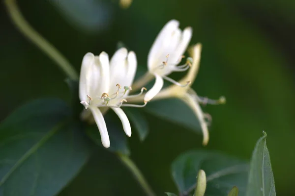 Květy Japonského Zimolezu Lonicera Japonica Kaprifoliaceae Věčně Zelené Vinné Keře — Stock fotografie